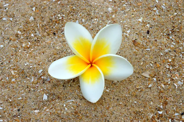 White and yellow frangipani flowers on the sand. — Stock Photo, Image