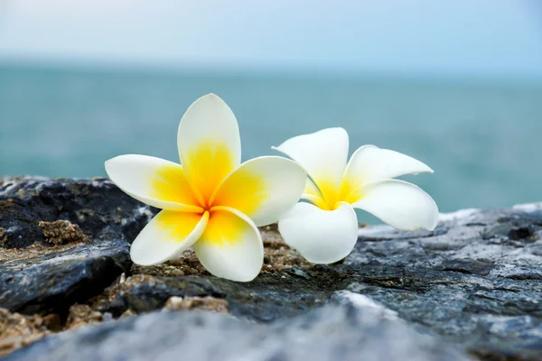 石の上の白と黄色のプルメリアの花. — ストック写真