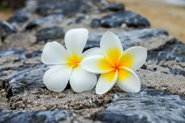 Beyaz ve sarı frangipani çiçek taş. — Stok fotoğraf