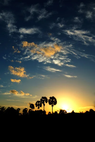 Solnedgång himlen och palm träd silhuetter. — Stockfoto