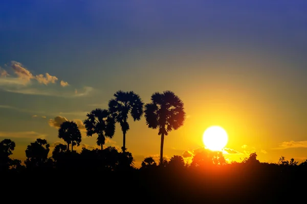 Cielo atardecer y siluetas de palmeras . — Foto de Stock