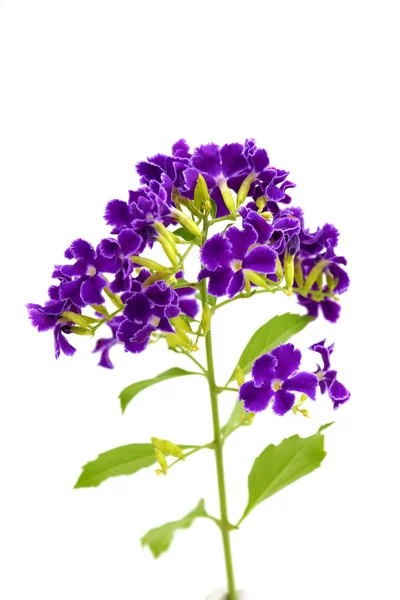 Violet bloem van duranta erecta l. Lamiaceae. — Stockfoto