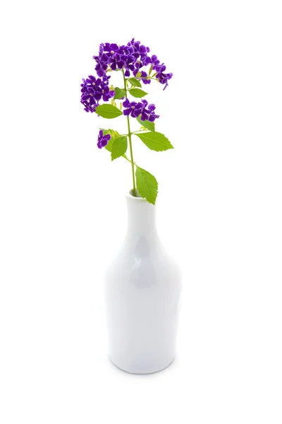 Flor violeta de Duranta erecta L. Verbenaceae Em vaso branco . — Fotografia de Stock