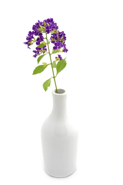 Flor violeta de Duranta erecta L. Verbenaceae Em vaso branco . — Fotografia de Stock