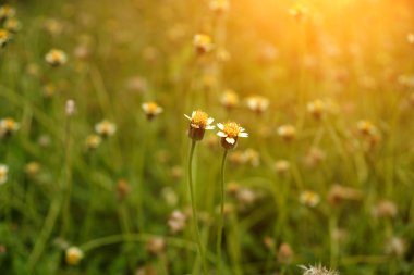 Meksikalı papatya (tridax procumbens l.)