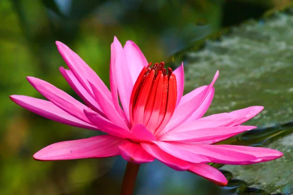 Roze water lily, lotus — Stockfoto