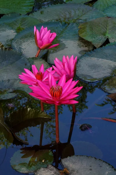 粉红色的睡莲、 荷花 — 图库照片