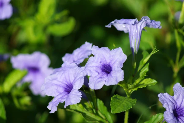 Ruellia tuberosa linn. waterkanon, watrakanu, minnieroot, ferro r — Fotografia de Stock