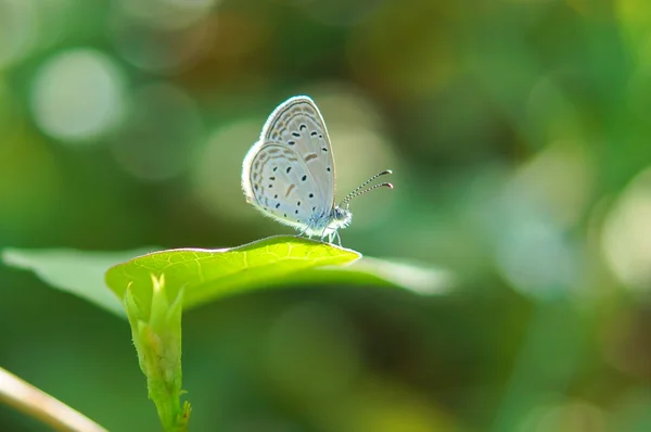 Schmetterlingsname "blasses Grasblau (zizeeria maha)" auf einem Blatt. — Stockfoto