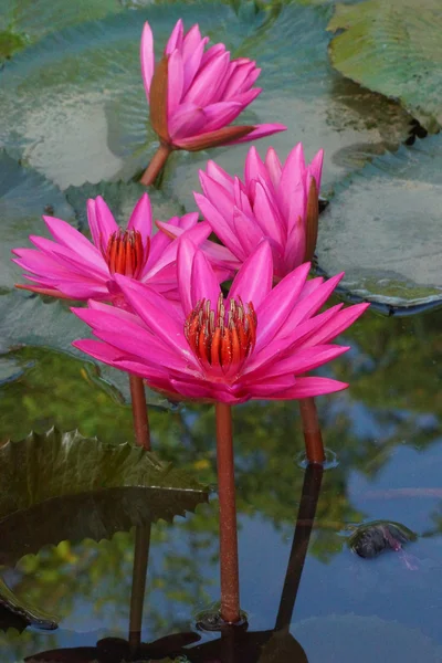 Růžový leknín, lotus — Stock fotografie