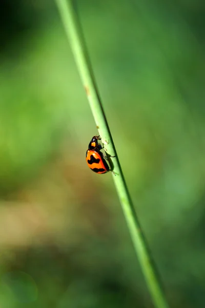 Insekten: coleoptera: coccinellida — Stockfoto