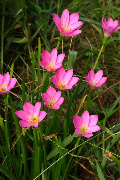 Hermosa flor de lirio de lluvia. Zephyranthes Lirio, Lirio de hadas, Littl — Foto de Stock