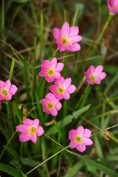 Vackra regn lily flower. zephyranthes lilja, fairy lily, lilla — Stockfoto