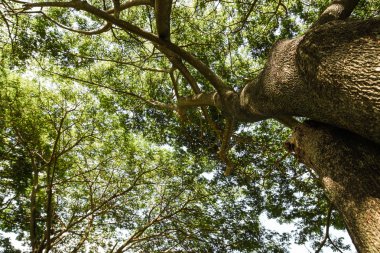ağaçlar yeşil yaz orman