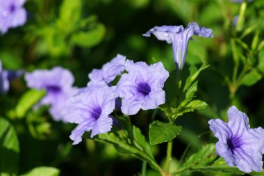 Ruellia tuberosa Linn. Waterkanon