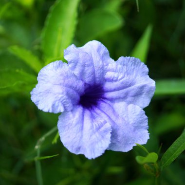 ruellia tuberosa linn. waterkanon, watrakanu, minnieroot, demir r