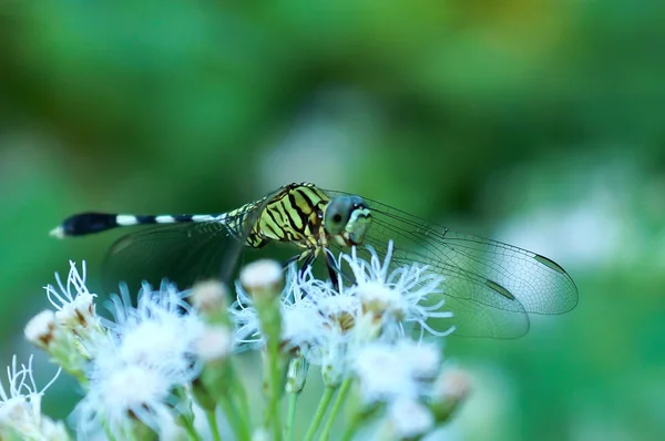 Groene dradonfly (ictinogomphus decoratus melaenops) — Stockfoto