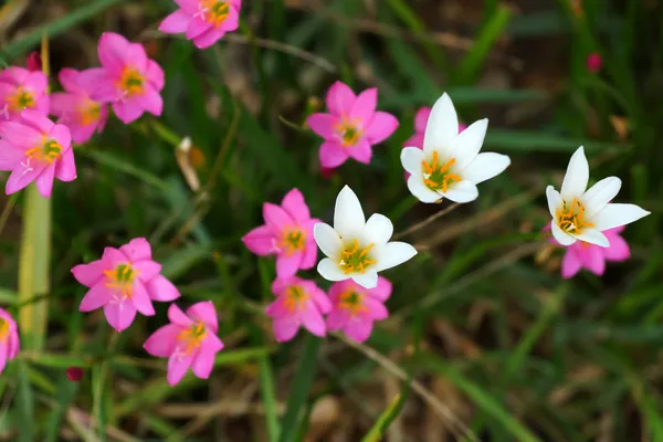 Hermosa flor de lirio de lluvia. Zephyranthes Lirio, Lirio de hadas, Littl —  Fotos de Stock