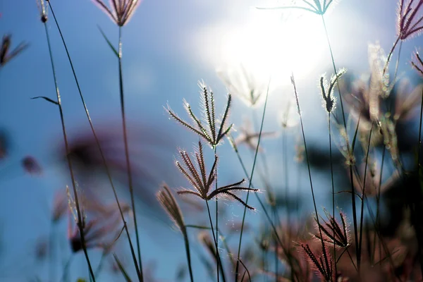 Herbe en été avec la lumière du soleil . — Photo