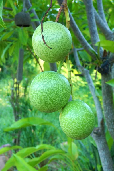 Cerbera oddloam frukt på trädet. självmord träd, pong-pong, otha — Stockfoto