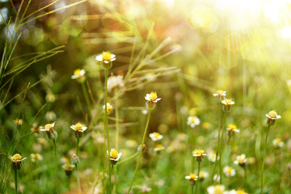 Mexican daisy (Tridax procumbens L.)