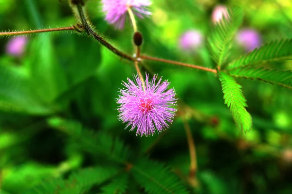Primer plano de la planta sensible (Mimosa pudica ) — Foto de Stock