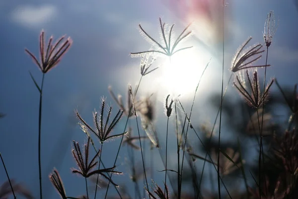 Hierba en verano con luz solar . — Foto de Stock