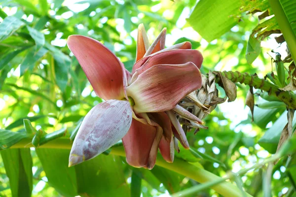 Flor de plátano — Foto de Stock