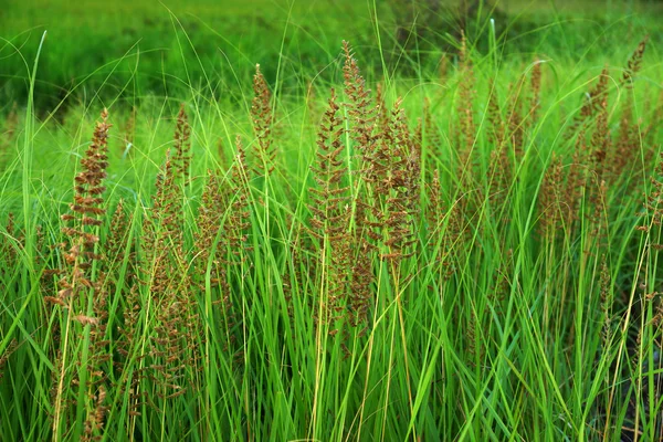 Grass in the summer — Stock Photo, Image