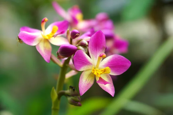 Gemahlene Orchideenblüten im tropischen Regenwald — Stockfoto