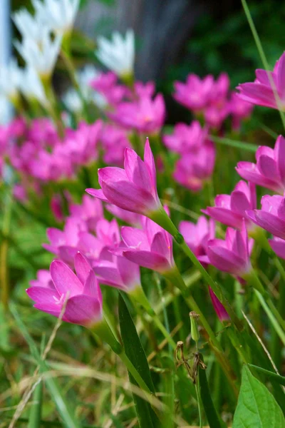 Hermosa flor de lirio de lluvia. Zephyranthes Lirio, Lirio de hadas, Littl —  Fotos de Stock