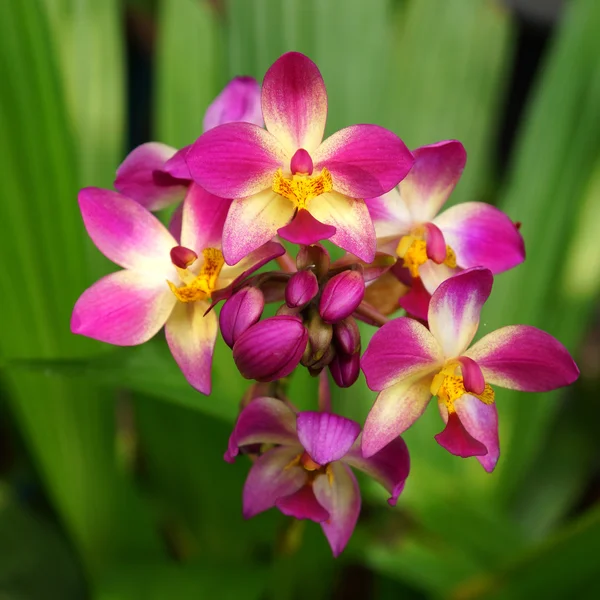 Gemahlene Orchideenblüten im tropischen Regenwald — Stockfoto