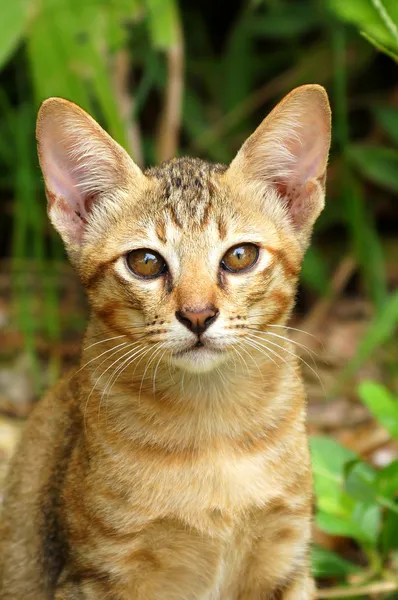 Бенгальская кошка в светло-коричневом и сливках — стоковое фото