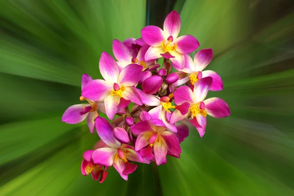 Ground orchid flowers in the tropical rain forest — Stock Photo, Image