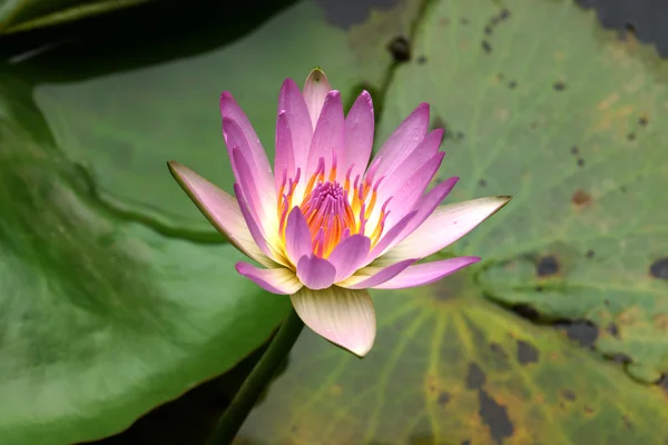 Pink Waterlily in garden pond. — Stock Photo, Image