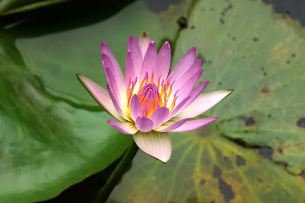 Roze waterlily in tuin vijver. — Stockfoto