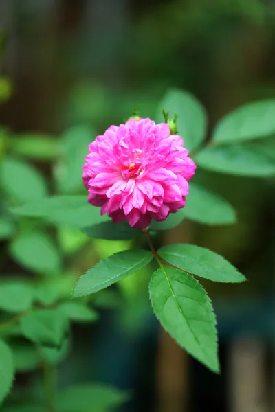 Rosa de hadas. (Rosa chinensis jacq. var. mínimos Voss ) —  Fotos de Stock