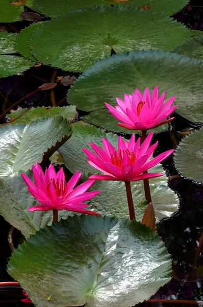 Pink water lily, lotus — Stock Photo, Image
