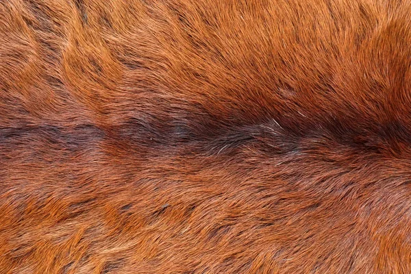Zár megjelöl-ból egy állat színű szőr textúra — Stock Fotó