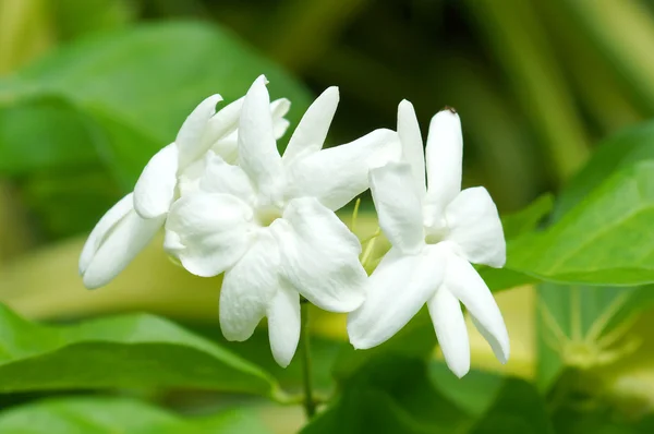 白いジャスミンの花 — ストック写真