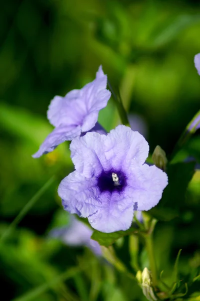 Ruellia tuberosa Linn. Waterkanon, Watrakanu, Minnieroot, Iron r — Stock Photo, Image