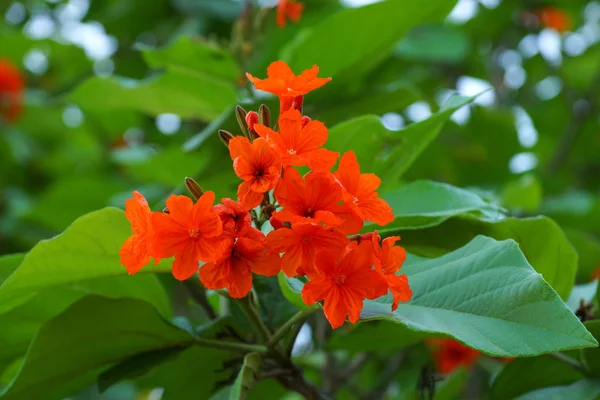 Cordia, árbol Geiger. (Cordia sebestena L .) — Foto de Stock