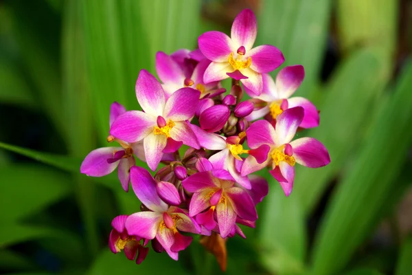 Fiori di orchidea macinati nella foresta pluviale tropicale — Foto Stock