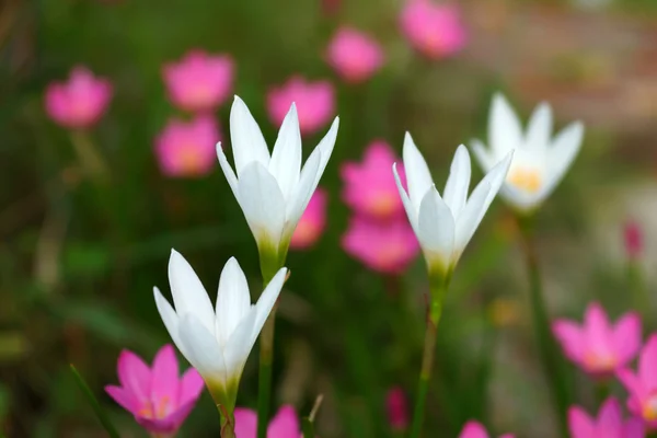 Beautiful rain lily flower. Zephyranthes Lily ,Fairy Lily, Littl — Stok fotoğraf
