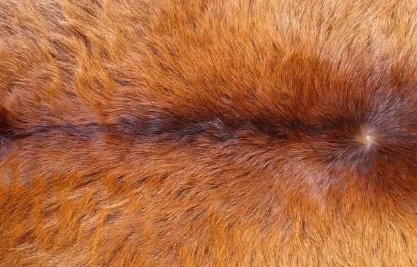 Nahaufnahme einer tierischen Fellstruktur — Stockfoto