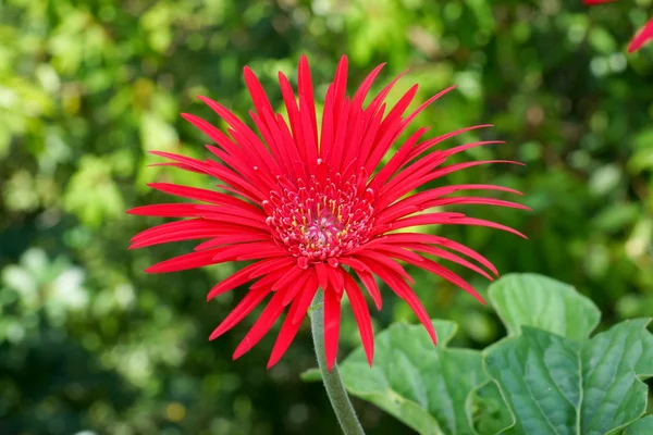 Gros plan de gerbera rouge — Photo