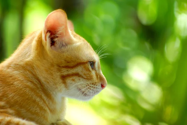 孟加拉猫在浅褐色和奶油 — 图库照片