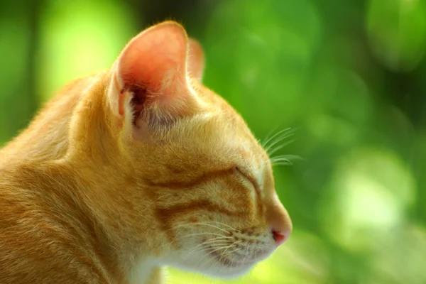 Gatto del Bengala in marrone chiaro e crema — Foto Stock