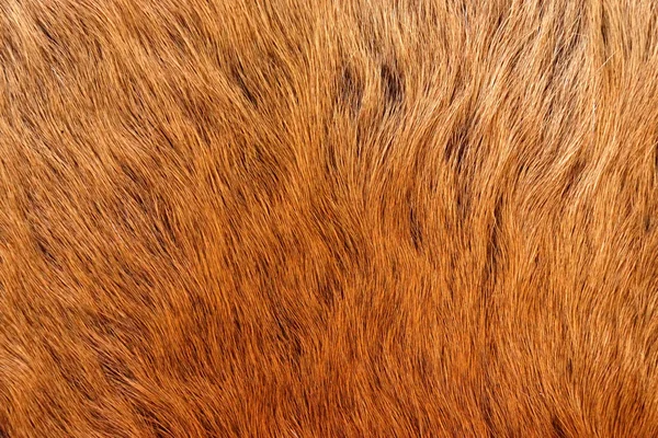 Gros plan d'une texture de fourrure de couleur animale — Photo