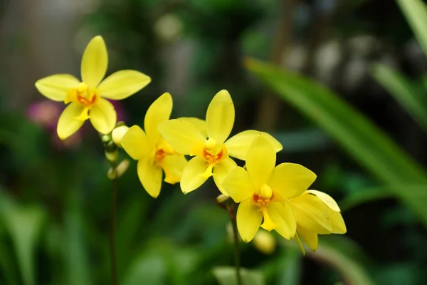 Ground orkidé blommor i den tropiska regnskogen — Stockfoto